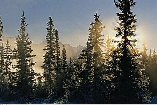 冬天,日出,碧玉国家公园,艾伯塔省,加拿大