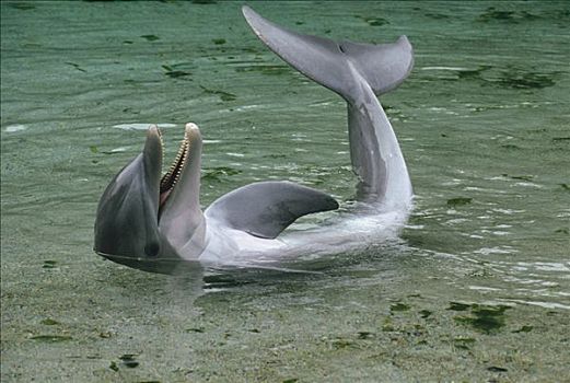 宽吻海豚,群,水下,夏威夷