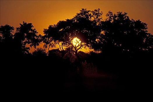 日落,三角洲,博茨瓦纳