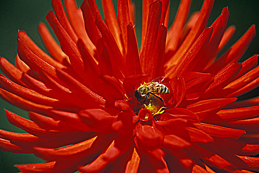大丽花,花,蜜蜂,不列颠哥伦比亚省,加拿大