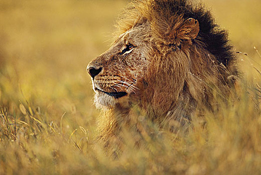 狮子,肯尼亚