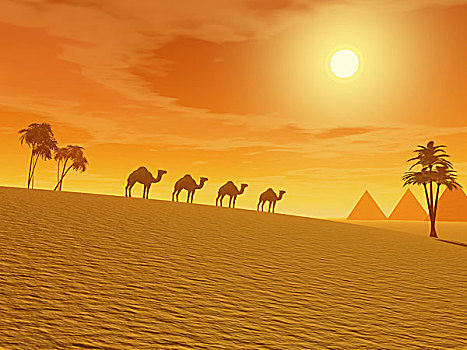 骆驼,沙漠