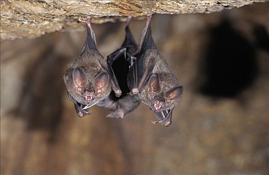 蝙蝠,两个,悬挂,颠倒,洞穴,圭亚那