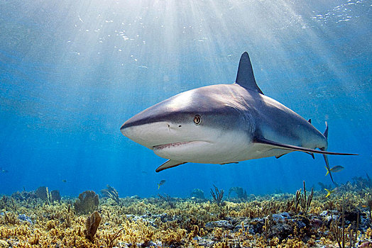 加勒比礁鲨图片