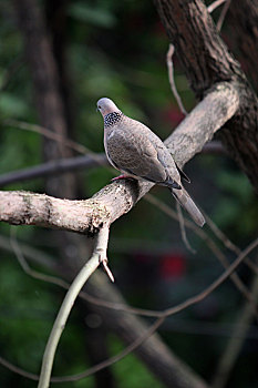 鸟珠颈斑鸠
