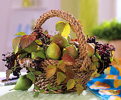 篮子,梨,接骨木,黑莓,叶子