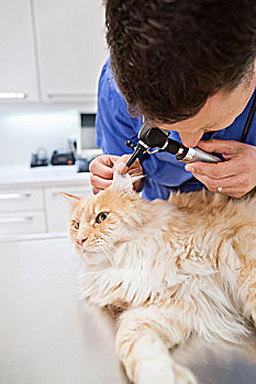 兽医,检查,猫,外科手术