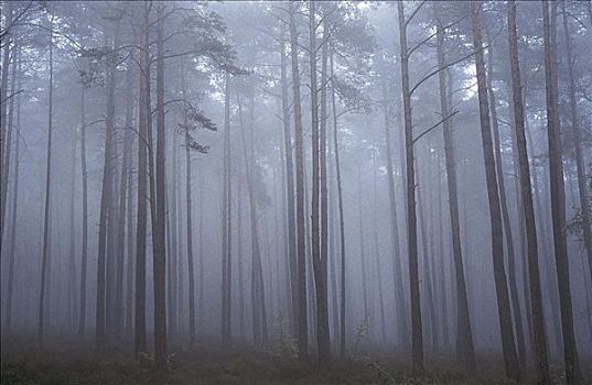 树林,雾,秋天,单种栽培,施佩萨特,德国,欧洲
