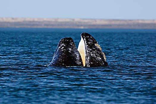 灰鲸,喂食,下加利福尼亚州,墨西哥