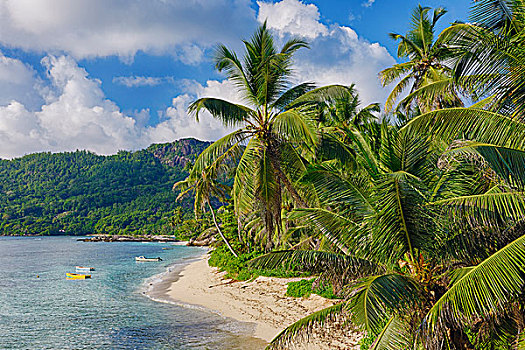 海岸线,棕榈树,马埃岛,塞舌尔