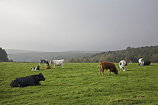 牛,放牧,土地,南,约克郡,英格兰