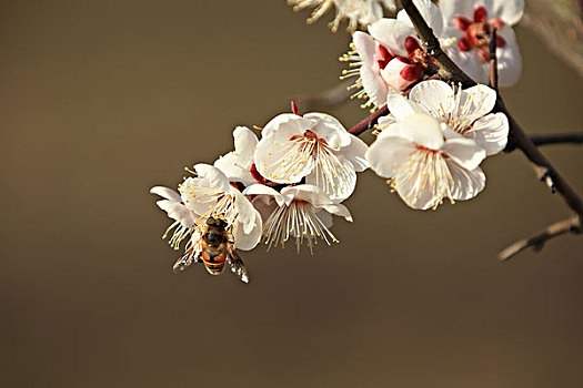 梅花,蜜蜂