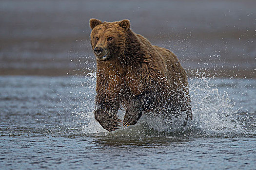 大灰熊,棕熊,追逐,三文鱼,克拉克湖,国家公园,阿拉斯加