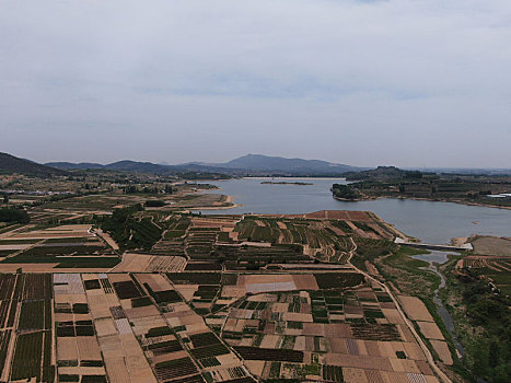 山东省日照市,万亩茶园染绿乡村大地,茶产业助农民致富