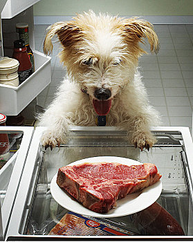 狗,站立,打开,电冰箱,看,肉排,盘子