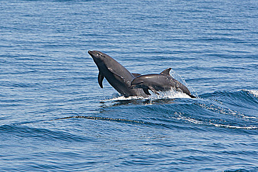 宽吻海豚,一对,跳跃,下加利福尼亚州,墨西哥