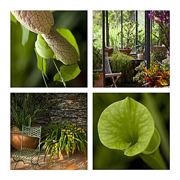 异域风情,植物,温室