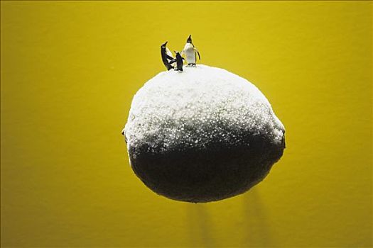 企鹅,站立,冰冻,柠檬