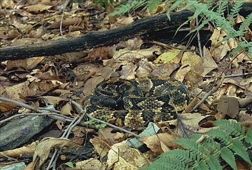 森林响尾蛇,木纹响尾蛇,有毒,蛇,保护色,阿巴拉契亚山脉,宾夕法尼亚