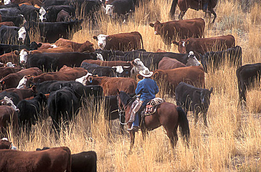 牛仔,放牧,牛,山脊,加利福尼亚,靠近