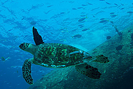 水下视角,绿海龟,龟类,普吉岛,安达曼海,泰国