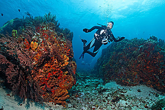 珊瑚礁,小,多巴哥岛,斯佩塞德,特立尼达和多巴哥,小安的列斯群岛,加勒比海