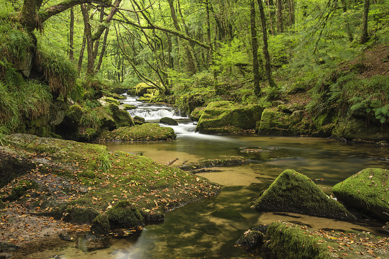 lush forests,Lushlife 英 文:stunning landscape iamge of river flowing through lush