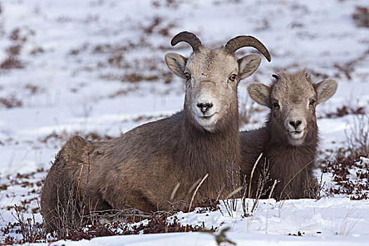 大角羊,母羊,羊羔,西部,艾伯塔省,加拿大