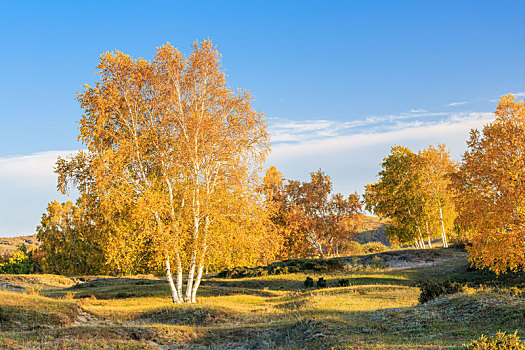 秋天蓝天白云下金黄色白桦树,内蒙古克什克腾旗乌兰布统草原
