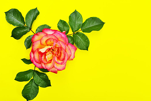粉红玫瑰,绿色,花瓣,黄色背景