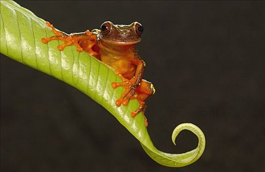 树蛙,树蟾属,亚马逊雨林,厄瓜多尔