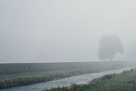河,河边,树,雾,运河
