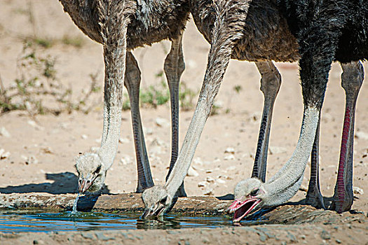 普通,鸵鸟,喝,水潭,卡拉哈迪大羚羊国家公园,北开普,省,南非,非洲