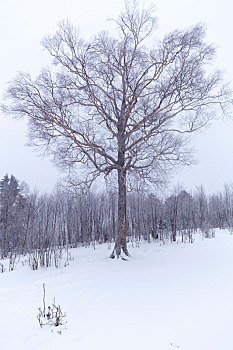 吉林冬天雪地自然景观