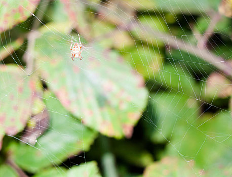 蜘蛛,等待,满,蜘蛛网,中间,叶子,背景