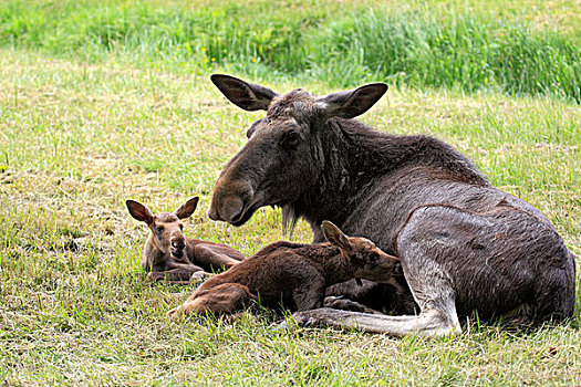欧亚混血,麋鹿,驼鹿,母牛,两个,幼兽,斯堪的纳维亚,欧洲