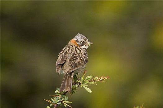 麻雀,第一,晨光,托雷德裴恩国家公园,巴塔哥尼亚,智利,南美