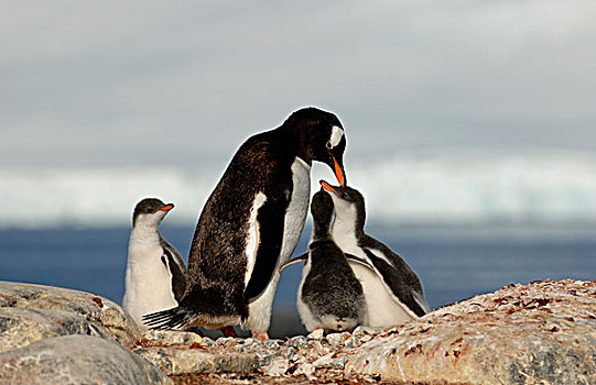 南极,南极半岛,湾,巴布亚企鹅,请求,食物