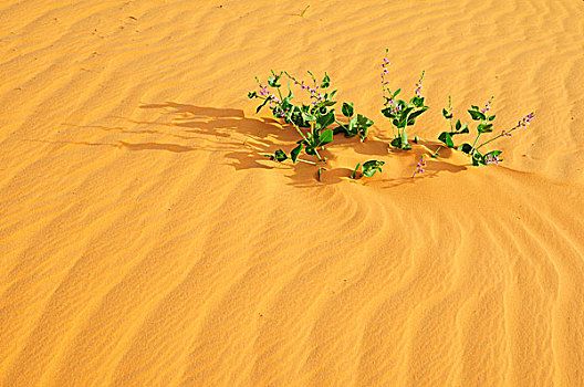 植物,沙漠,沙子,路线,阿德拉尔,区域,毛里塔尼亚,非洲