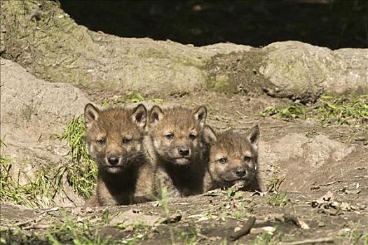 灰狼,狼,小动物,洞穴,动物园,北方,黑森州,德国
