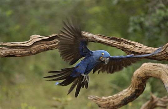 紫蓝金刚鹦鹉,飞,栖息地,巴西