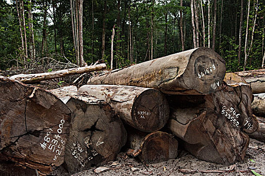 切削,木料,低,影响,木材业,雨林,圭亚那