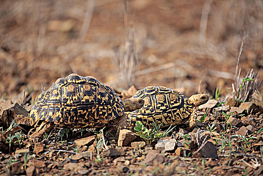豹,龟,成年,情侣,克鲁格国家公园,南非,非洲
