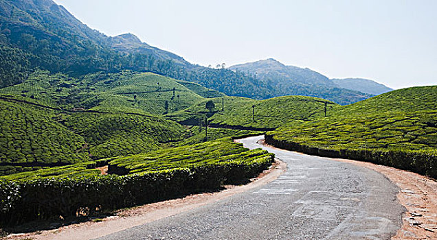 道路,通过,茶园,喀拉拉,印度