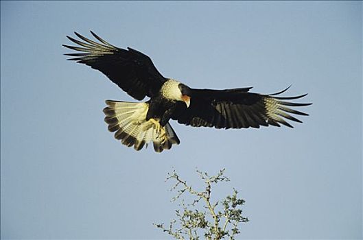 凤头卡拉鹰,灌木,上面,瑞欧格兰山谷,德克萨斯,美国