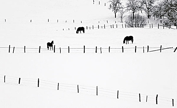 三个,黑色,马,雪,地点,山,分开,线,栏杆,树