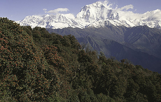树,积雪,山峦,背景,喜马拉雅山,尼泊尔