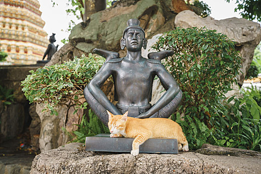 曼谷卧佛寺中睡在佛像边上的野生暹罗猫