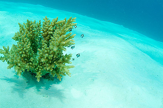 海洋生物