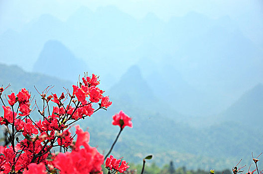 满山遍地映山红